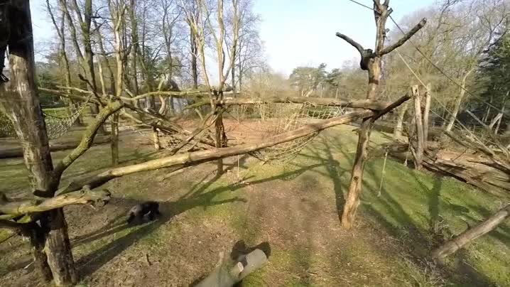 chimpanc&eacute;,dron,batalla,comenzado