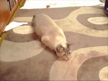 pez,nadie,convencer,contrario