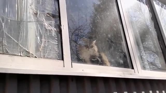 madre,dejar,salir,casa,amigo,gato