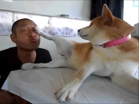 desconocido,perro,besos,apartar,pata