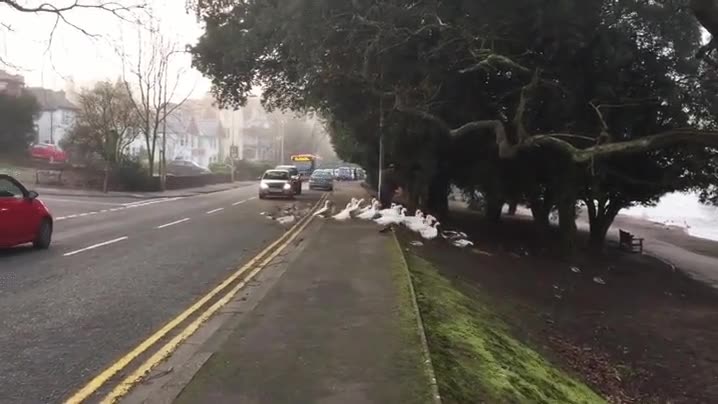 parando,tr&aacute;fico,cruzar,patos