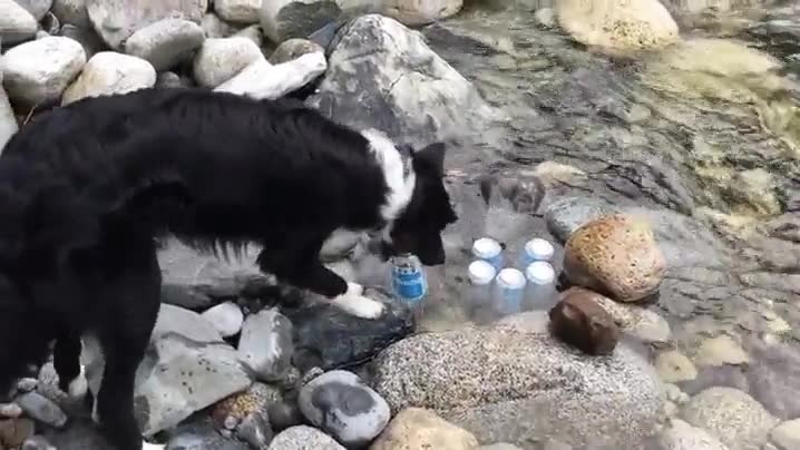 descubrir,alijo,cerveza,perro