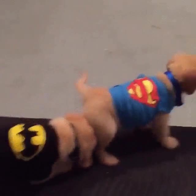 pel&iacute;cula,batman,superman,interpretada,perros