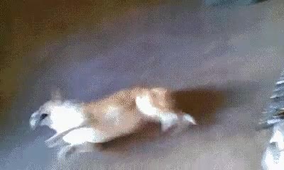 perro,funcionar,bater&iacute;asm,out,parar