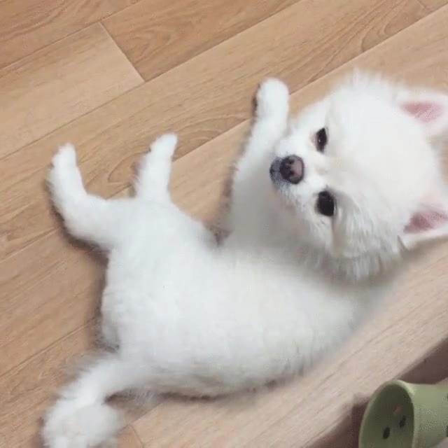 cansado,perro,mirada,ojos