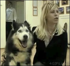 perro,entusiasmado,entrevistas,chica