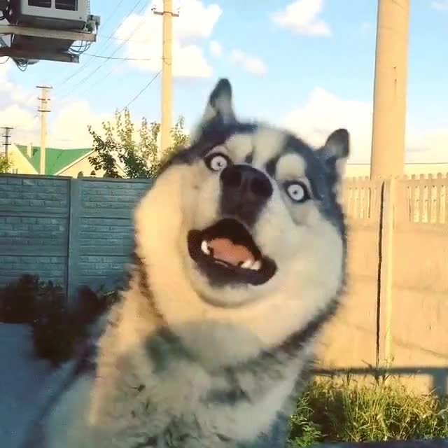 perro,husky,salto,saludo