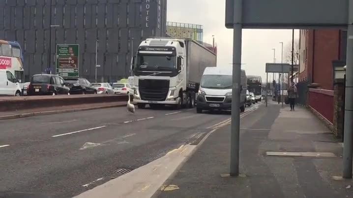 a veces,cuesta,creer,a prop&oacute;sito,tr&aacute;fico,troll