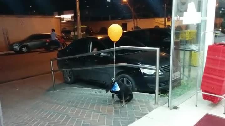 perro,esperando,paciencia,amo