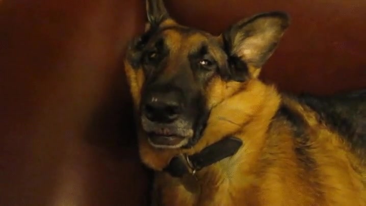 perro,despertar,sue&ntilde;o,profundo