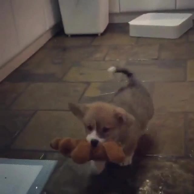 perro,llevar,peluche,todas partes