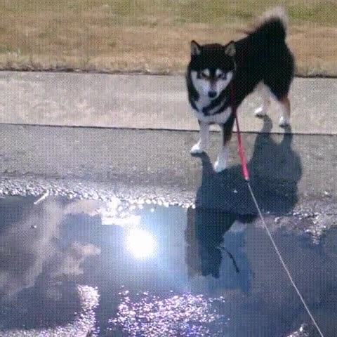 serio,perro,saltar,charco,madura