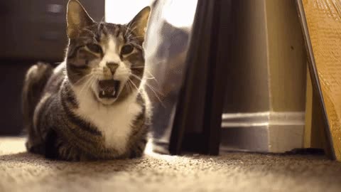intenta,no bostezar,gato