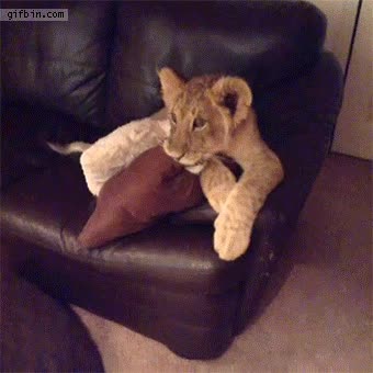 cachorro,le&oacute;n,enganchados,tele,dora la exploradora