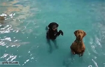 perro,pocas ganas,nadar,ponerse,de pie,piscina