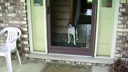 perros,llevar,mal,puertas,pobrete