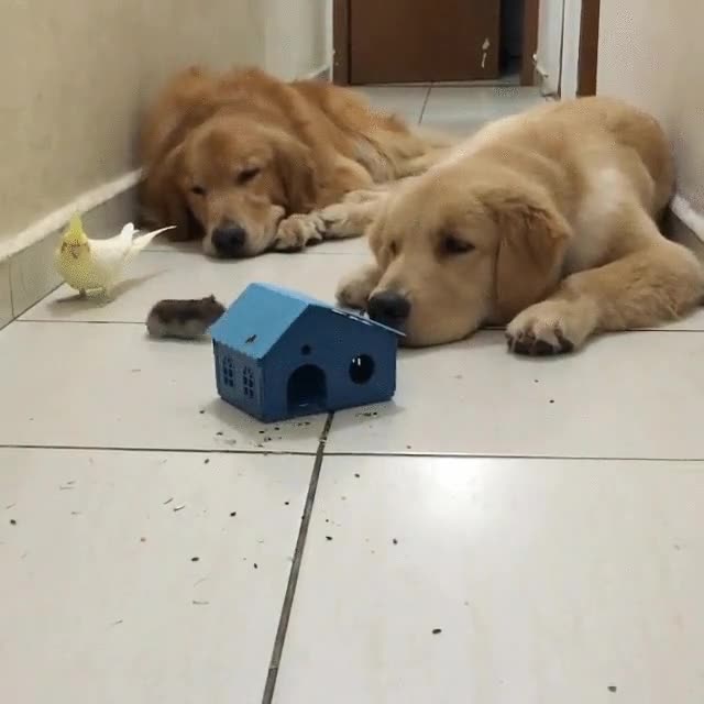 cansado,perro,ganas,quedar,amigos