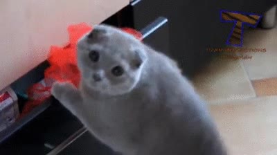 pillar,gato,robar,entre tus cosas,pillada