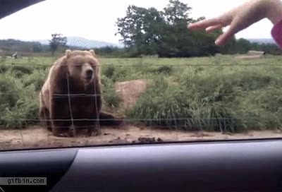 adios. oso,coche,mano