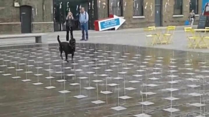 perro,solo,falta,fuente,ser feliz