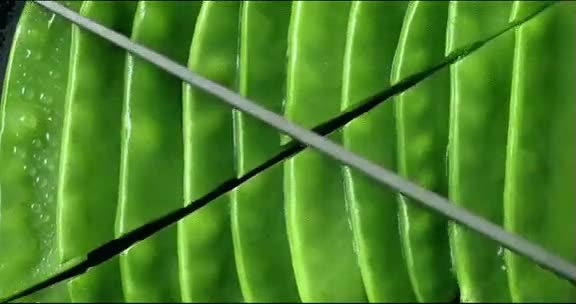 recomendación,no verlo. comida,hambre