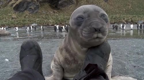 amigo,elefante marino,pies,insistencia