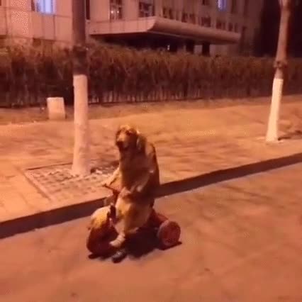 pillar,perro,volver,casa,triciclo,noche