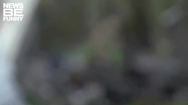 casualidad,cámara,pillar,perro,sentado