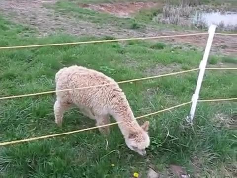 alpaca,sortea,problemas,barreras,vida