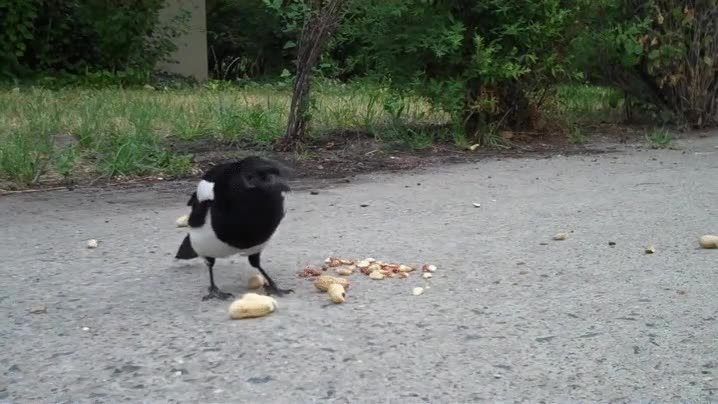 vas,p&aacute;jaro,buffet libre,comida,empezar