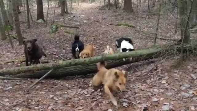 quien,quiere,premio,perros,tronco