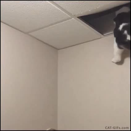 gato,salto,cielo,techo,respuestas