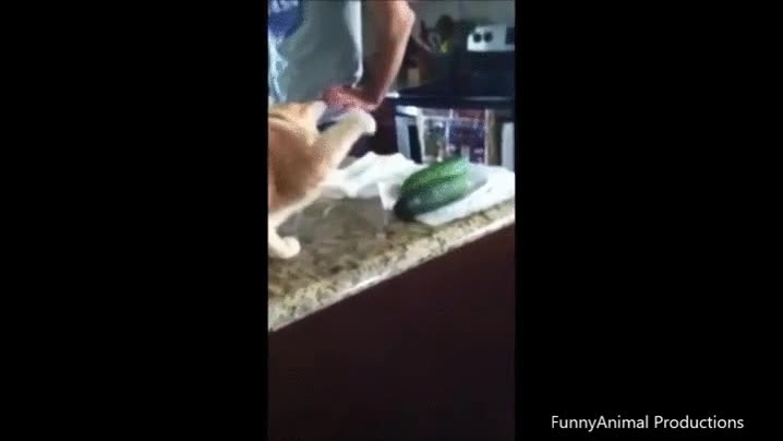 le&iacute;do,foro,tocas,100 veces,desbloquea,logo