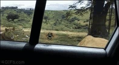 cosa,adorable,visto,espera,no,miedo,canguelo