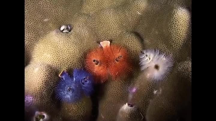 me ves,ahora no,criatura,marinas,ninjas,camuflaje