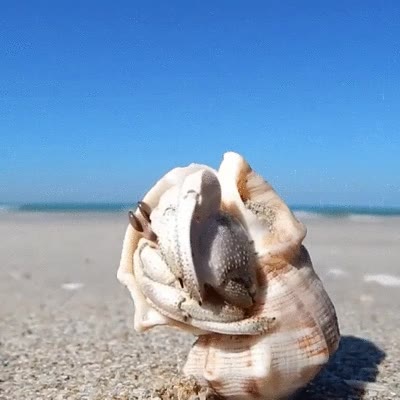 hay alguien,casa,golpecitos,playa,adios