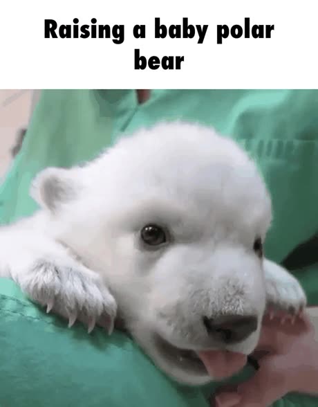 primeros,d&iacute;as,vida,oso polar