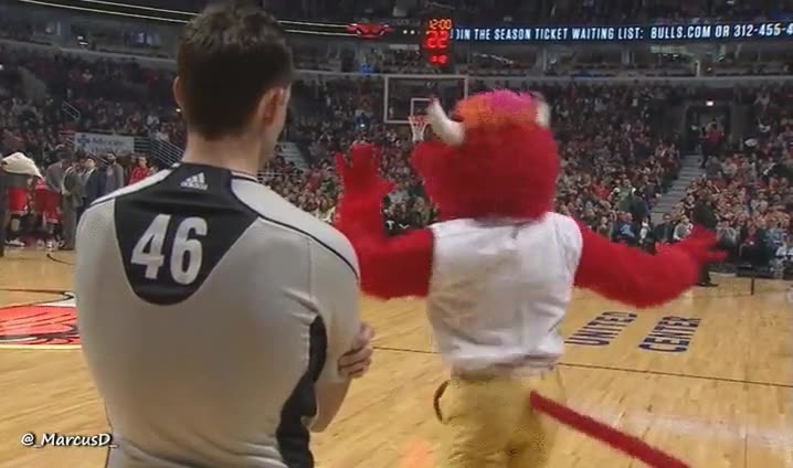 benny,bulls,mascota,giro,mirada,seducirte