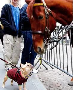 imponer,bastante,despu&eacute;s,punto de vista,perro