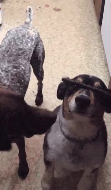 ei,gracias,perro,aguantar,palito,cabeza
