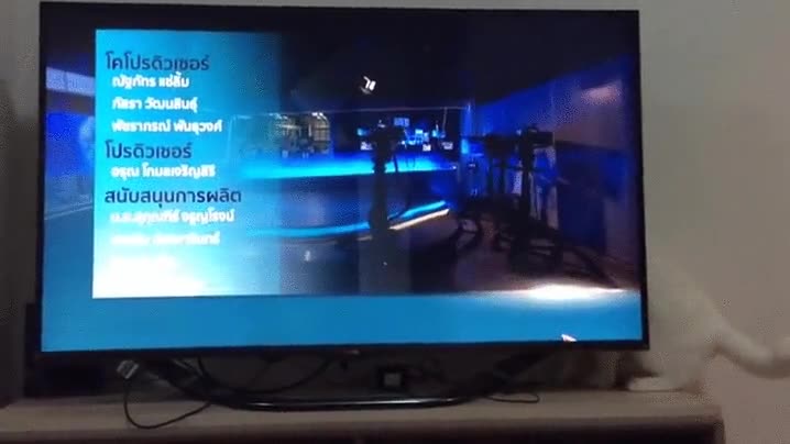 gatos,pantalla,rat&oacute;n,puntero,perseguir,caer