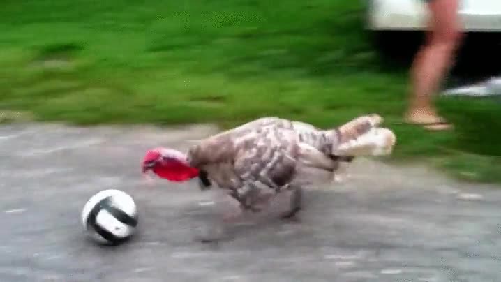 cuando,curso,adelantado,quedar,pelota