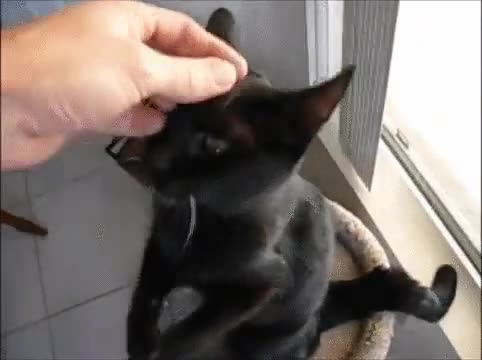 gato,por favor,se&ntilde;or,desear,mimos