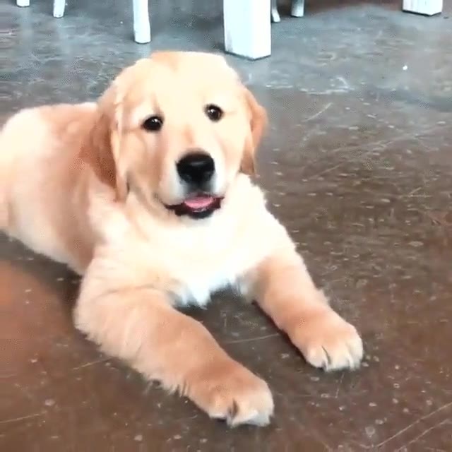 Cachorro que ha aprendido la mirada de dar lástima. Está todo perdido cachorro,aprender,mirada,dar lástima,perdido