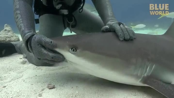 tibur&oacute;n,resistirse,poco,caricias