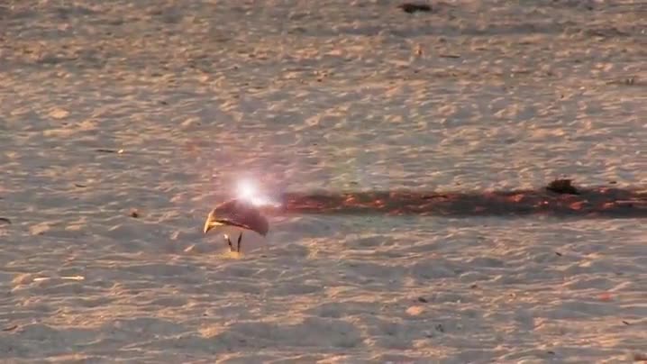 guerra,tierra,protagonizada,p&aacute;jaros