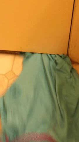 entiendo,gato,desaparece,ropa,ducha