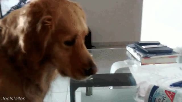 perros,enfadados,vida,tomarla,pobre,botella