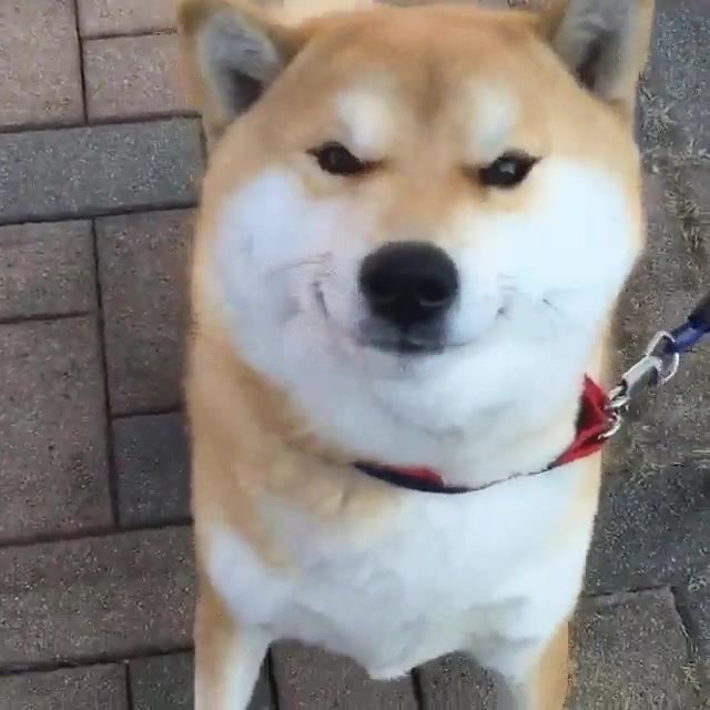 mejor,llegar a casa,recibida,mejor amigo