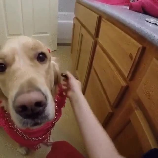 maquillaje,perros,que sera,pr&oacute;ximo